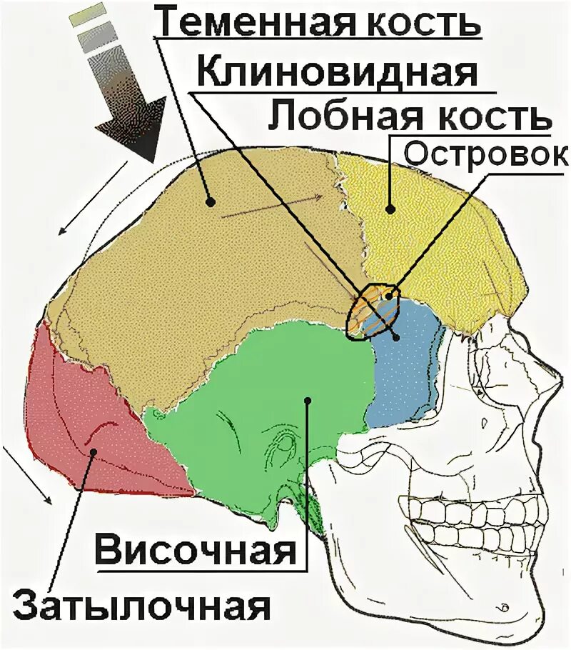 Лобная теменная затылочная кость. Височная кость затылочная кость теменная. Лобно височно теменная область. Лобно затылочно теменная область.