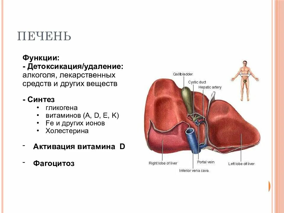 За какую функцию отвечает печень