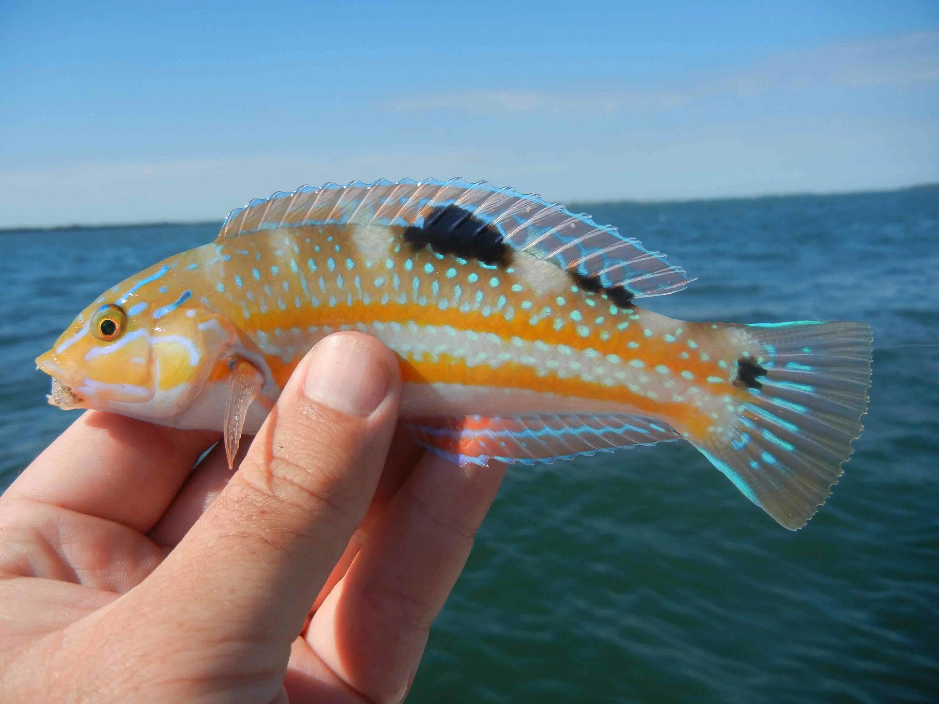 Микро рыбалка. Микро рыба. Киллифиш. Turquoise Killifish. Piranha Fish.