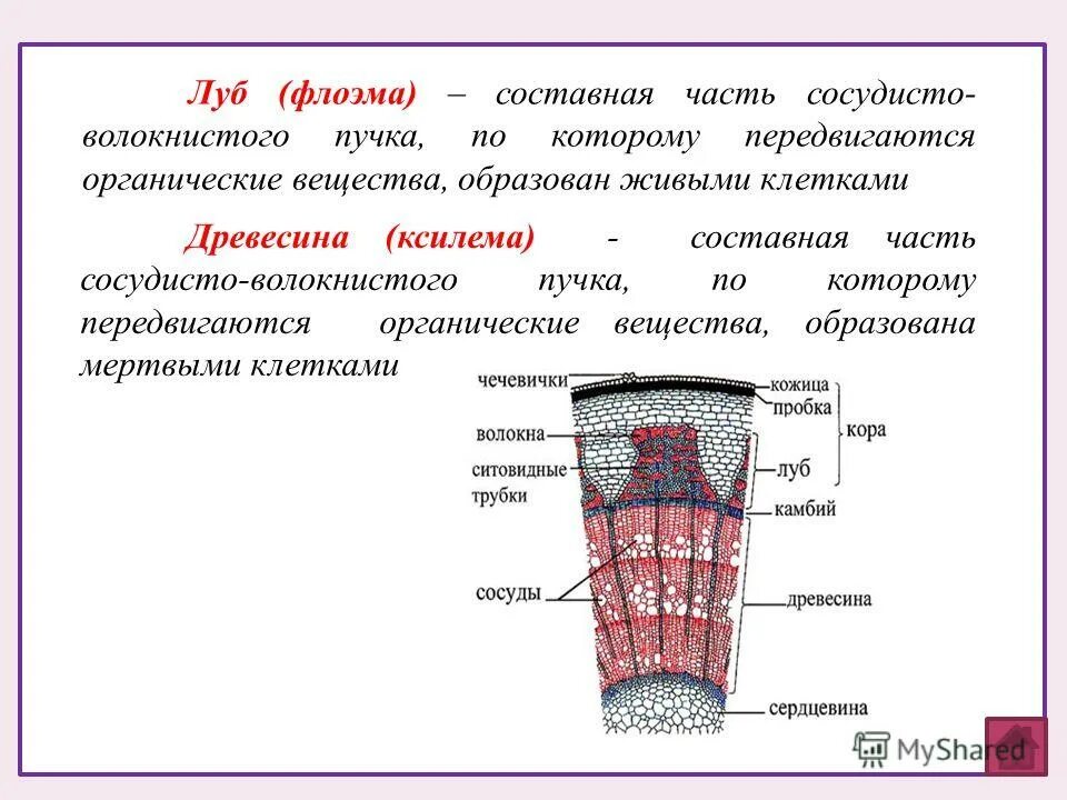 Наличие флоэма