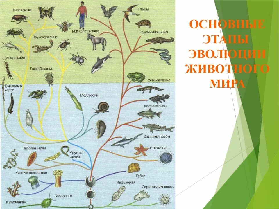 Этапы изменения животных. Схема эволюционного развития животных. этапы развития животных 7 класс биология.
