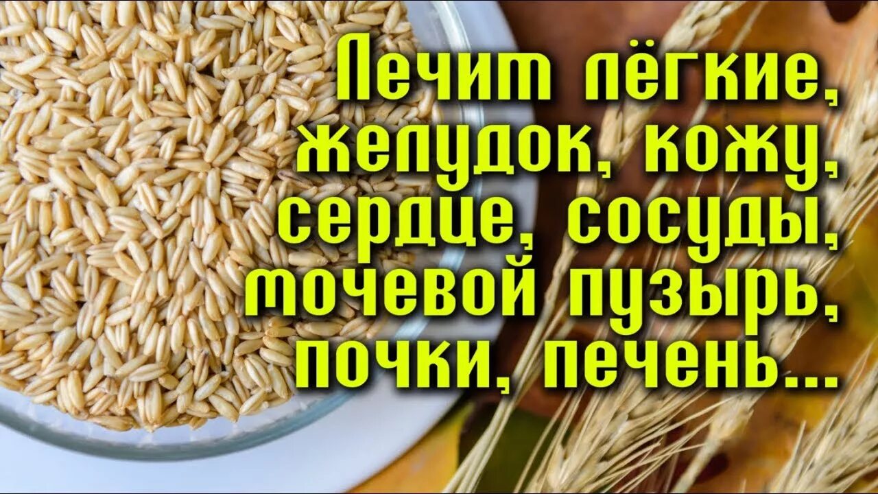 Польза овса для печени. Овес для кишечника. Овёс для очищения почек. Овес для чистки кишечника. Отвар овса для кишечника.