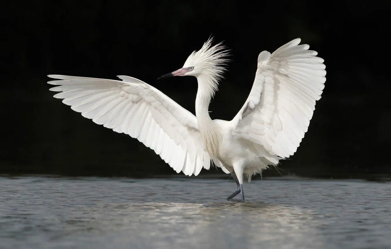 Белая птица с серыми крыльями. Белая хохлатая цапля. Reddish Egret птица. Белая птица. Крыло птицы.