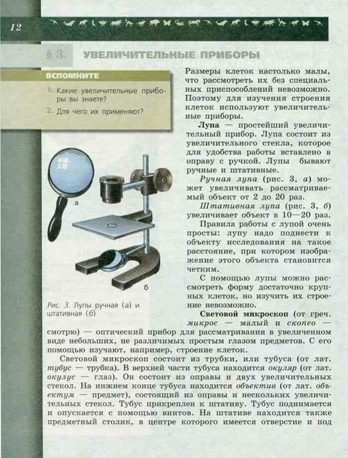 Какую функцию выполняет штативная лупа. Штативная лупа 6 класс биология. штативная лупа строение 5 класс биология. штативная лупа строение. лупа строение штативна,.