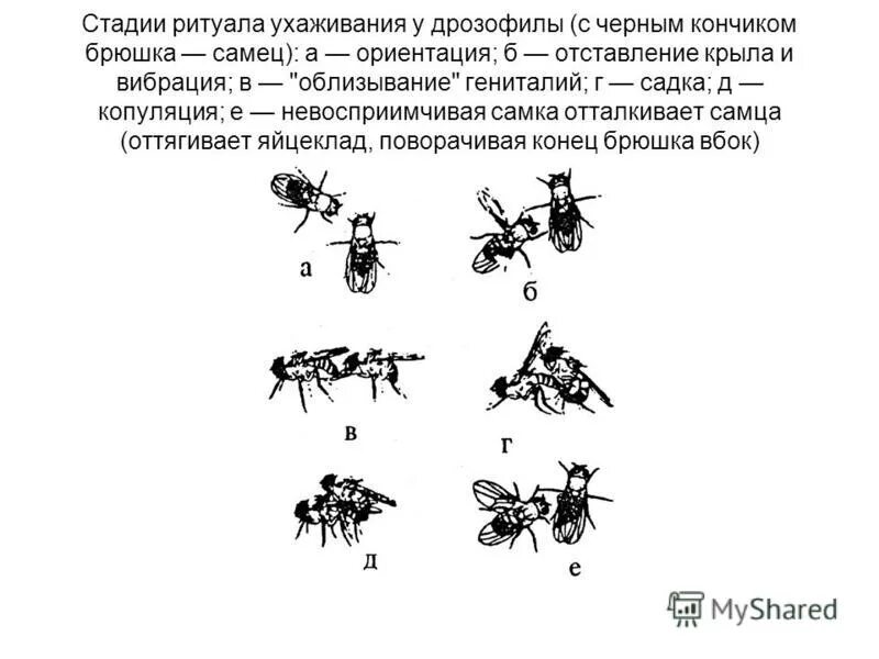 Гомеозисные мутации. Исследования моргана на дрозофилах. Сцепленное наследование морган дрозофила. Томас морган исследования. Сцепленное наследование морган дрозофила.