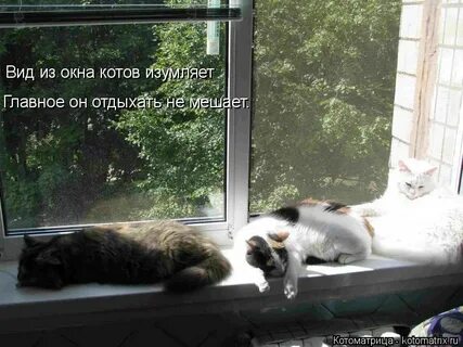 Окно высказывание