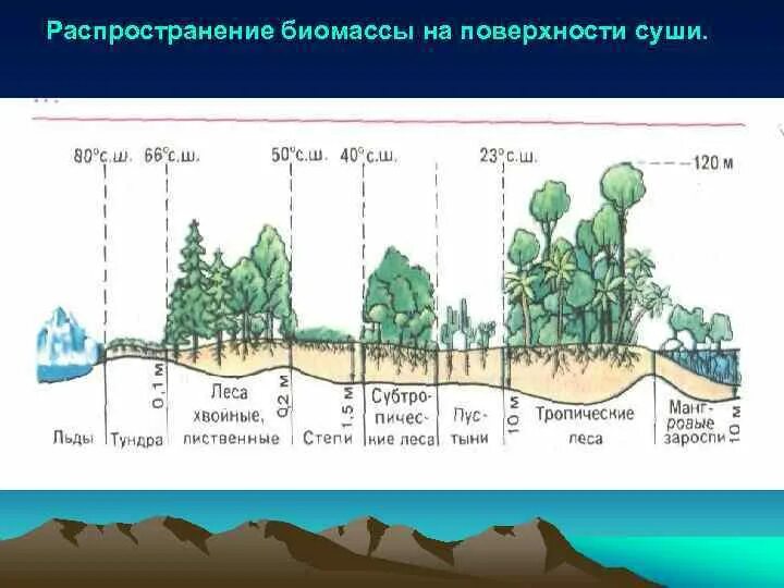 Биомасса растительности. Распределение биомассы на поверхности суши. Биомасса биосферы. Распределение биомассы живых организмов на суше. Последовательность увеличения биологической продуктивности природных зон