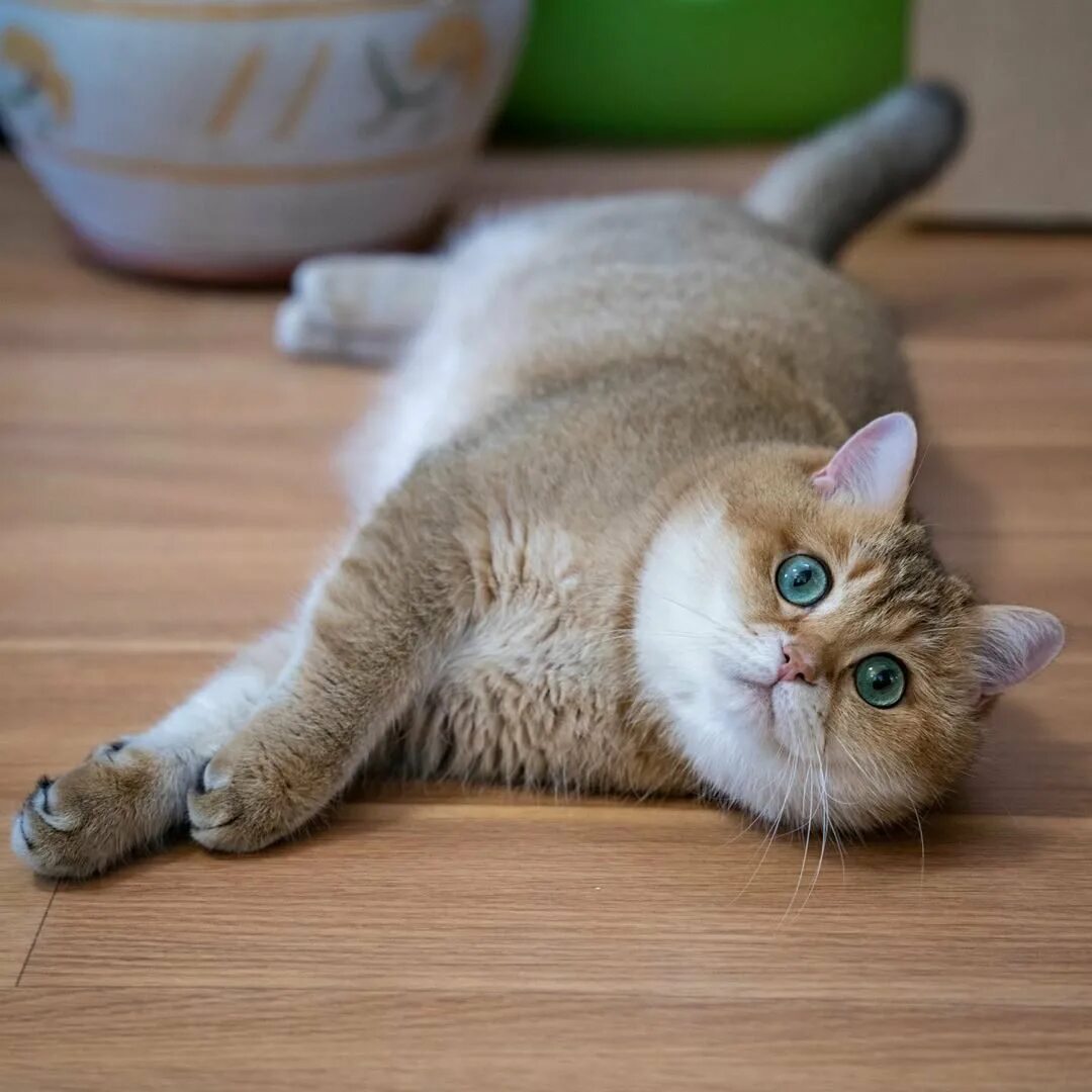 Котик хосико. Британская шиншилла хосико. Британская шиншилла хосико. Британская хосико. Хосико кот.