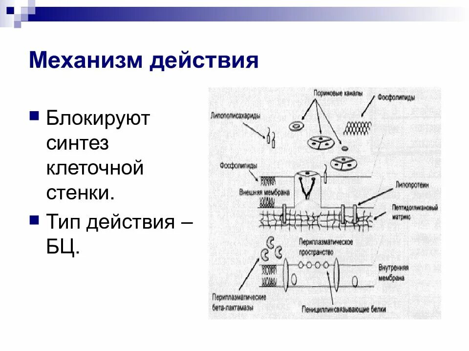 Механизм противомикробного действия. Механизм действия это что. Механизм действия это что. Механизм действия это что. Основные механизмы действия лв:.