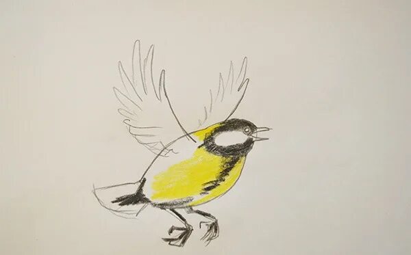 Рисование птицы синицы. Поэтапное рисование синички для дошкольников. Рисование синички. Рисование птицы синицы. Синица для срисовки.