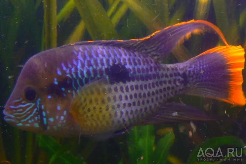 Акара красная фото. Акара малахитовая. Акара вишневая. Рыба цихлазома элиота. Акара умный.