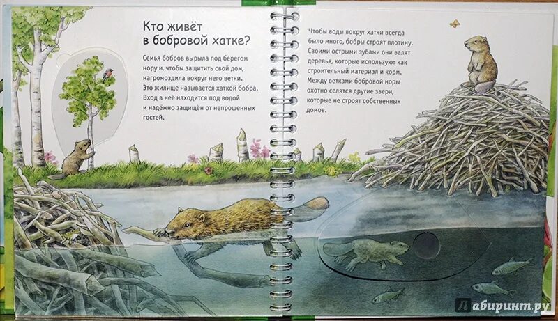 Вода поднялась и затопила бобровую хатку