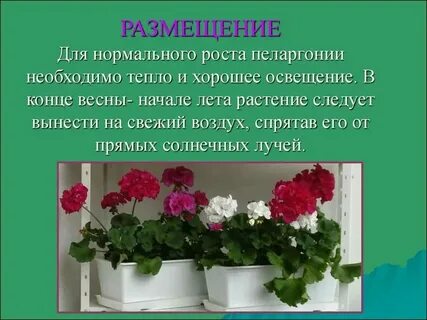 Герань какую температуру выдерживает на улице осенью