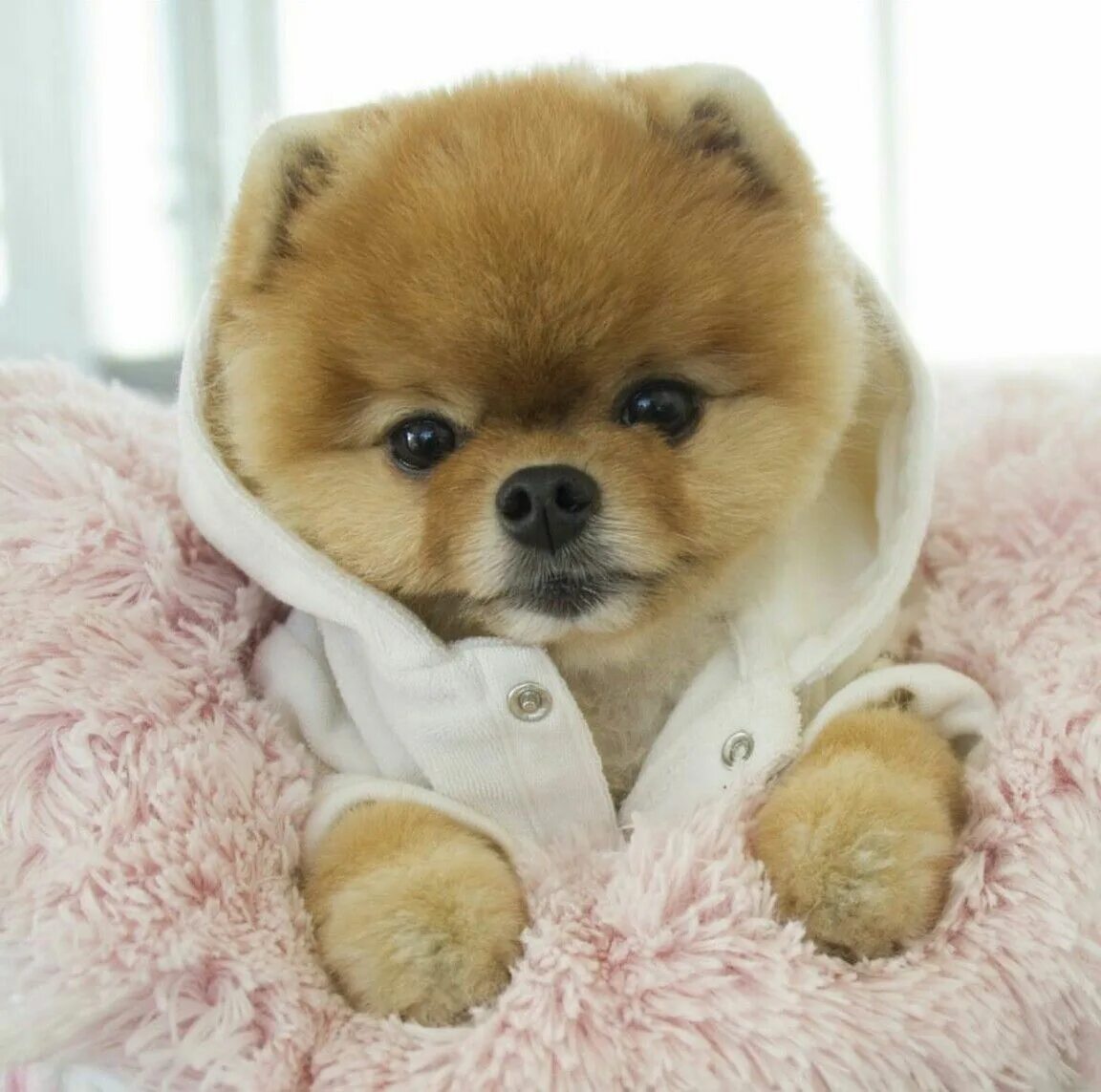 Мишка бу шпиц фото Pin by Jennifer Daniels on Dogs, dogs, DOGS! Boo the cutest dog, Boo the dog, Cu