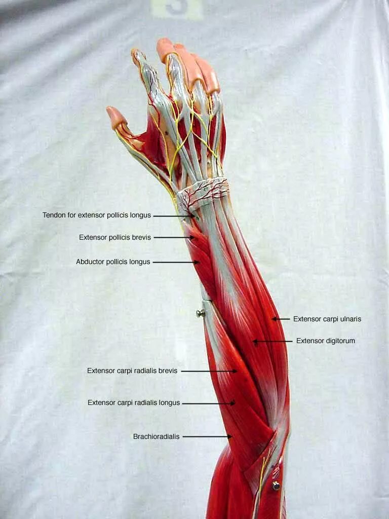 Мышцы предплечья анатомия человека. Мышцы предплечья руки человека анатомия. Рука предплечье кисть строение. Бицепс руки анатомия.