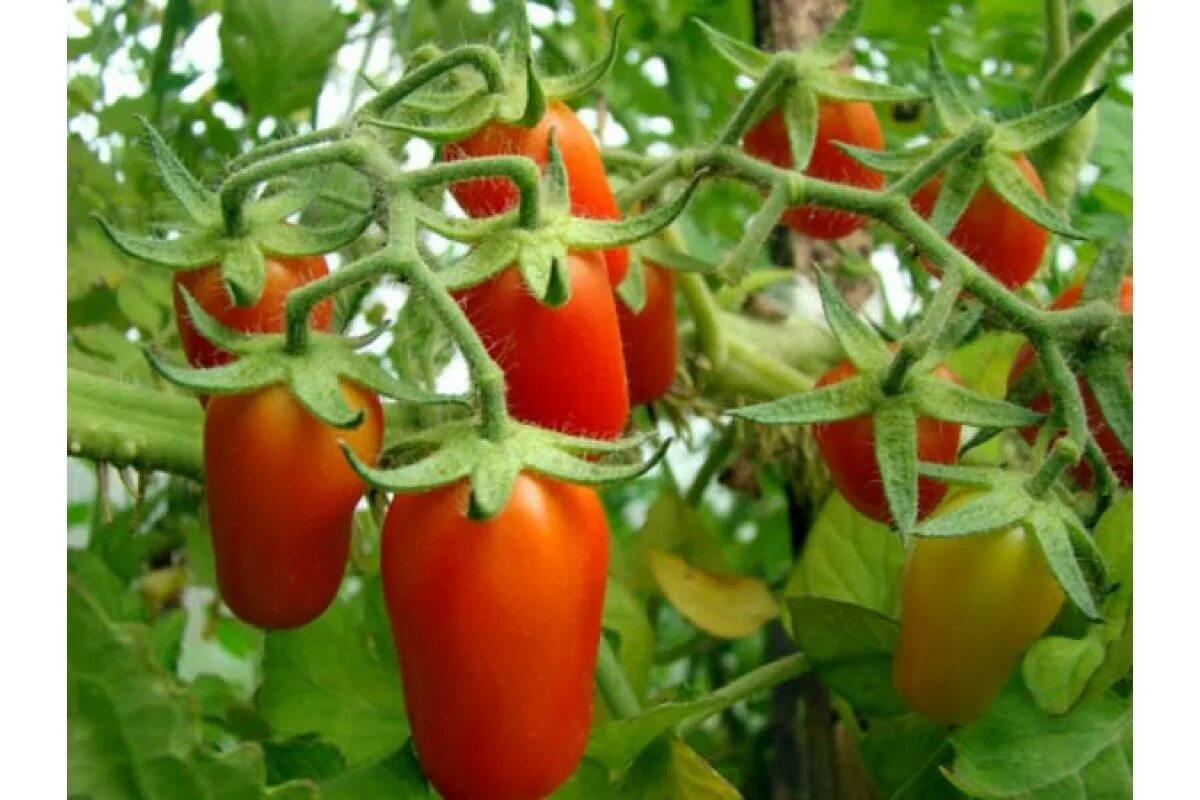 Черри пальчики. Томат черрипальчики мязина. Помидор сорта, черри пальчик. Томат черрипальчики f1. Лучшие сортатоматов чери.