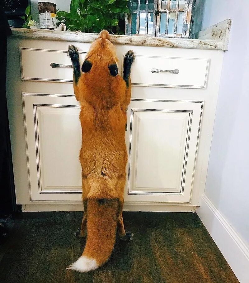 Домашняя лиса. Декоративные лисы домашние. Дом лисы. Домашняя лиса. Лиса породы джунипер.