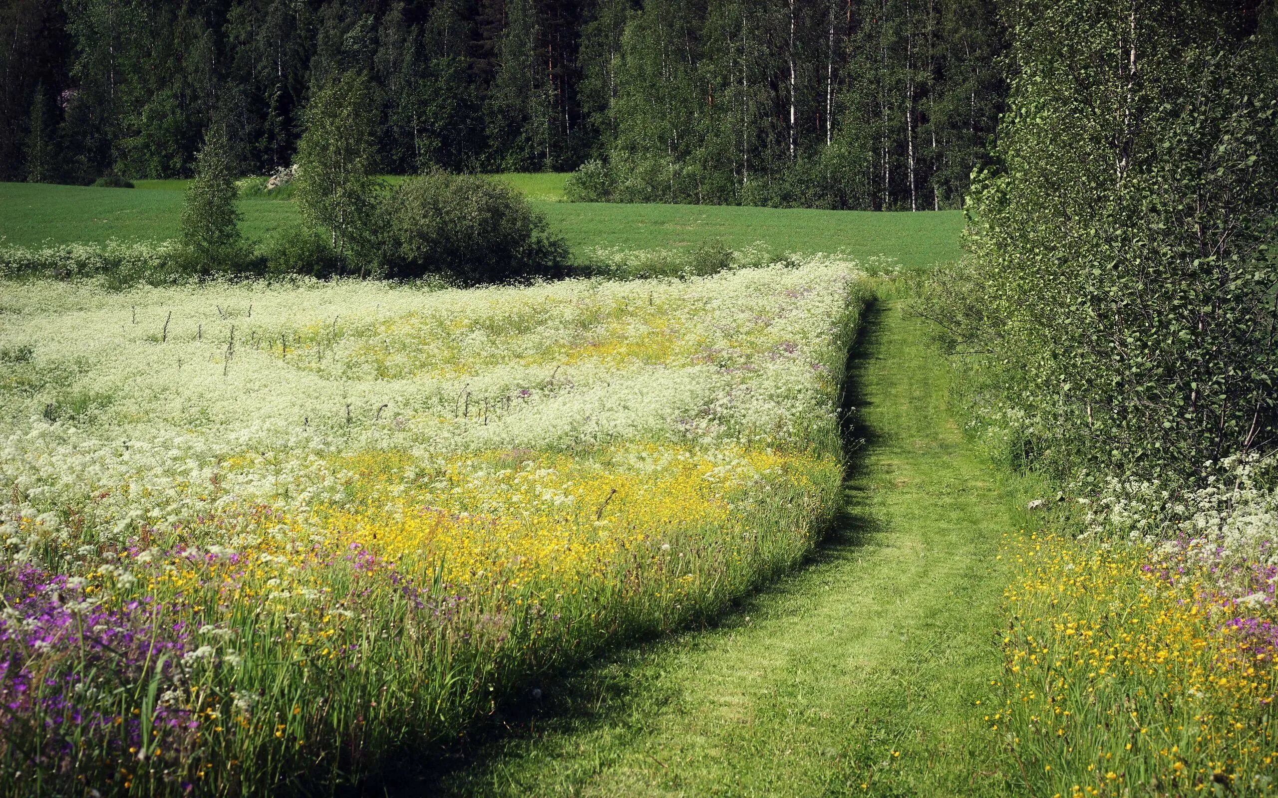 Прохладное начало лета. Луга тропа лес. Летний пейзаж. Красивое лето. Июнь природа.