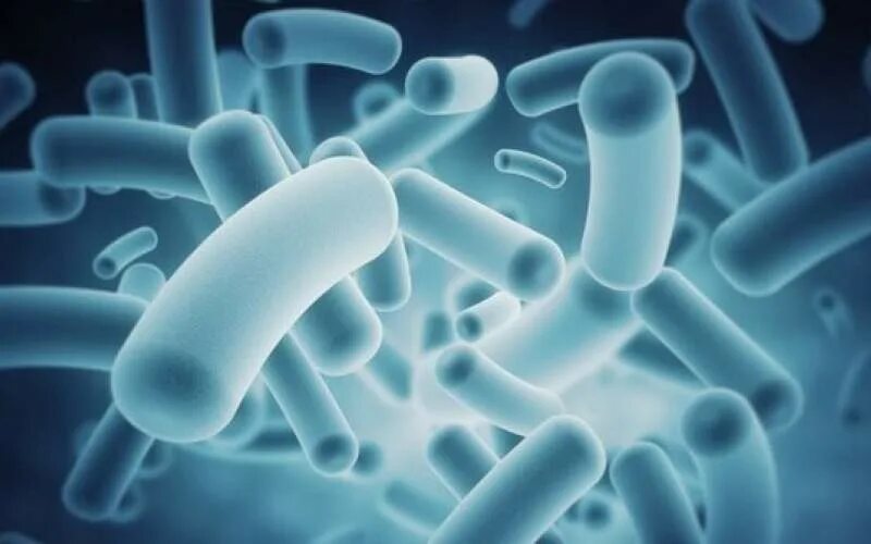 Лизат бифидобактерий. Бифидобактерии. Лизаты пробиотических бактерий. Бифидобактерии фото.
