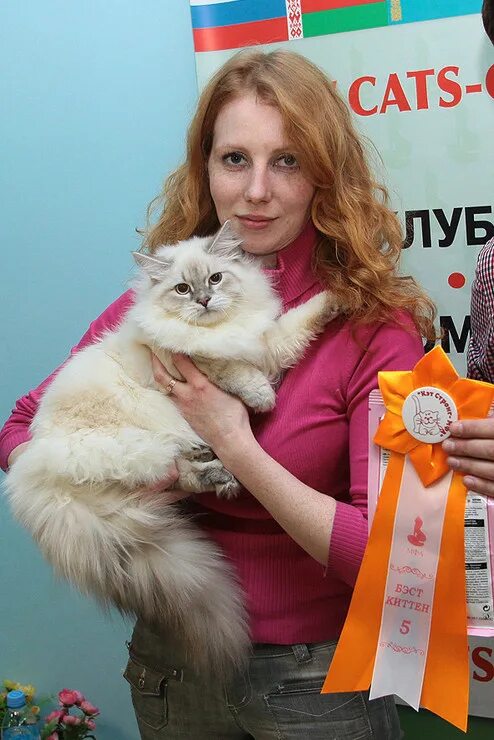 Выставка кошек йошкар ола. Кошки в жюри. Выставка сибирских кошек. Выставка кошек город Димитровград.