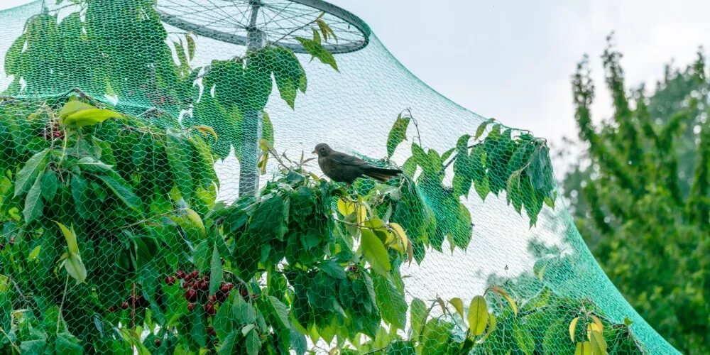 Продукты получаемые от птиц. Сетка от птиц Park (2 × 5 м). Сетка для защиты урожая от птиц 4х6м. Сетка для защиты плодовых деревьев от птиц. Каркас для сетки от птиц.