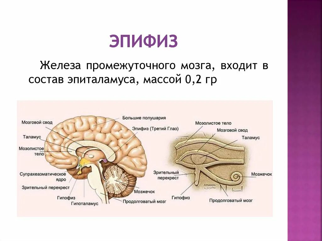 Пинеальная железа это