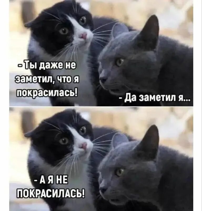 Ты даже не заметил что я покрасилась. Ты не заметил что я покрасилась коты. А Я не покрасилась. А Я не покрасилась картинка. Я заметил полоску