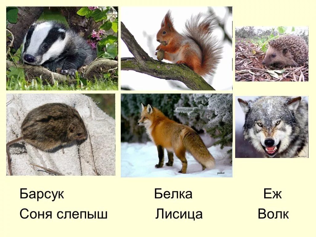 жигулевский заповедник самарская лука информация. самарская лука фауна. косуля уральская. национальный парк самарской области животные. животные жигулевского заповедника самарской области.