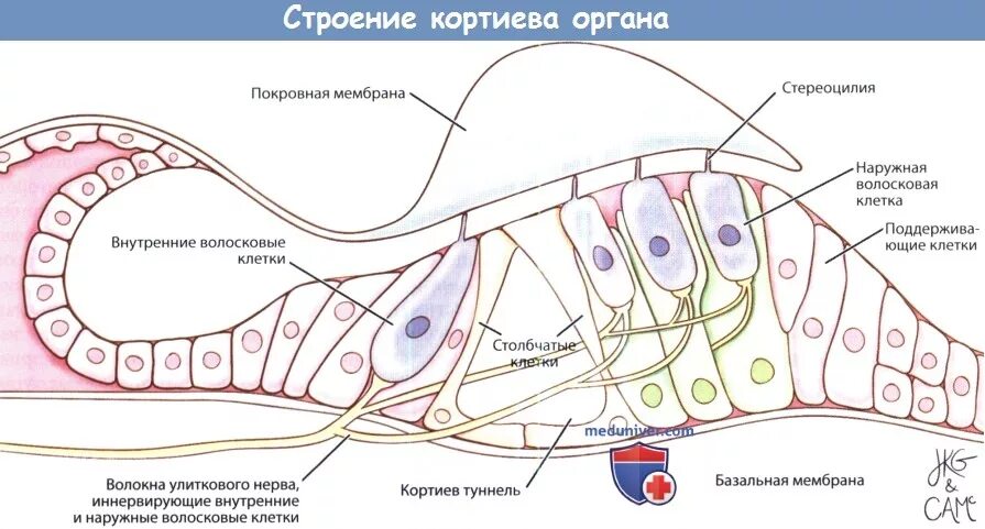 Клетки волосков улитки. Строение улитки Кортиев орган. Рецепторные клетки Кортиева органа. Волосковые клетки Кортиева органа строение. Эпителий Кортиева органа.