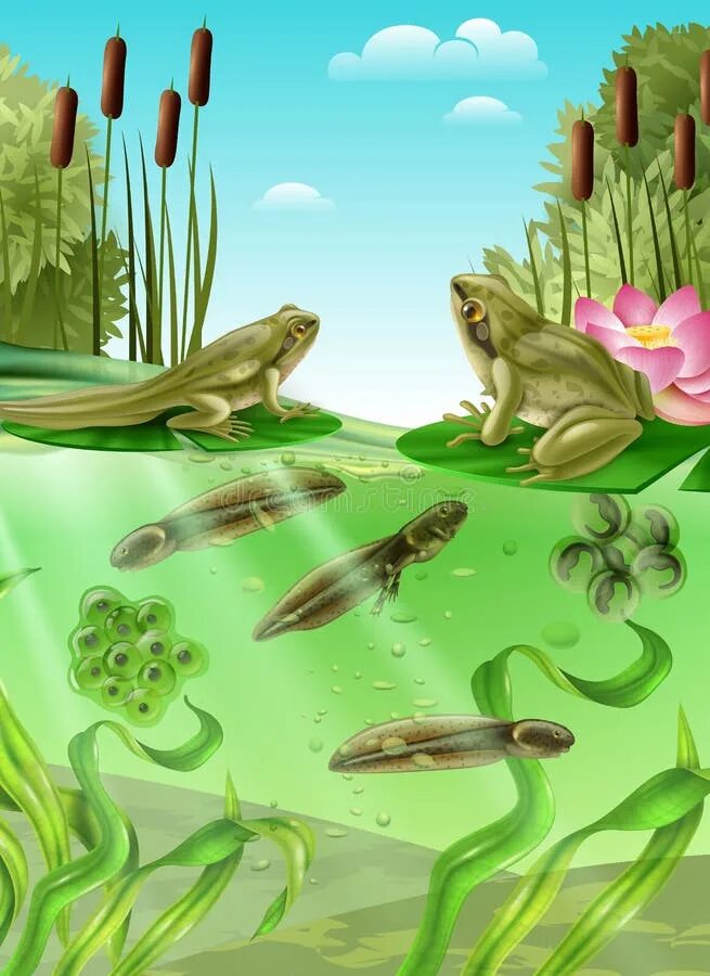 Жизнь в воде эволюция. Головастике в водоёме. Цикл жизни лягушки. Метаморфоз лягушки для детей. Жизненный цикл лягушки от головастика.
