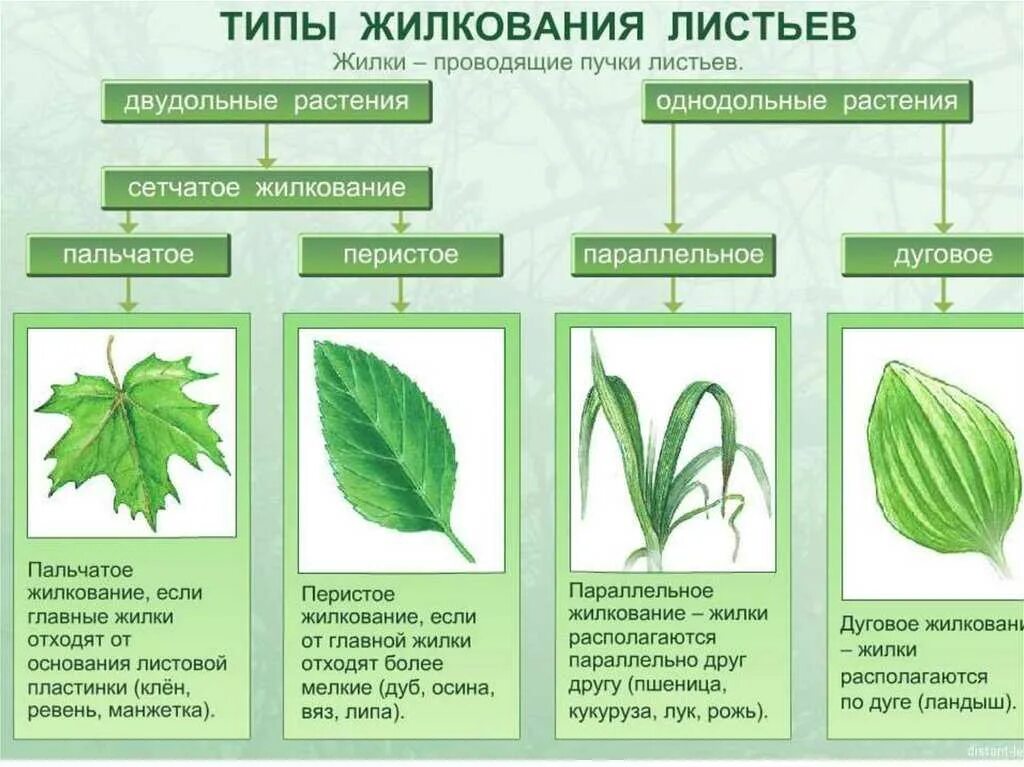 Какую функцию выполняет листовая пластинка у растений