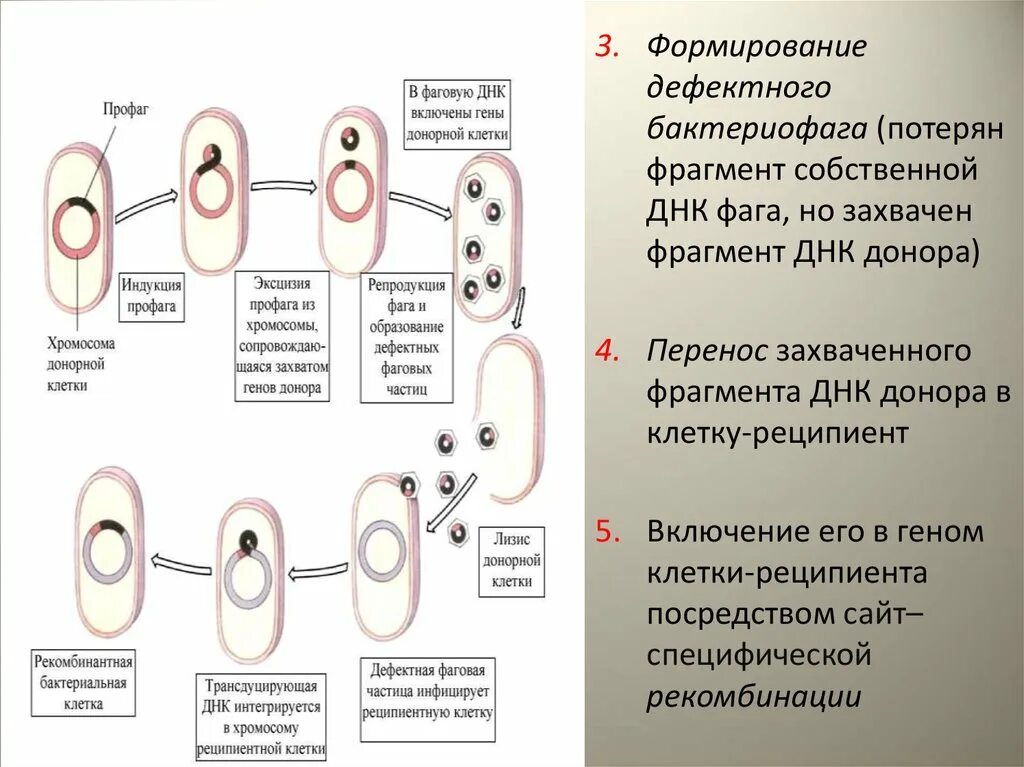 Специфическая трансдукция. Трансформация бактерий. Трансдукция у бактерий. Дефектные фаги.