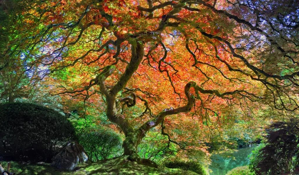 Дерево жизни. Дерево жизни фото. Tree Japans Royal Life. Tree of Life Wallpaper.