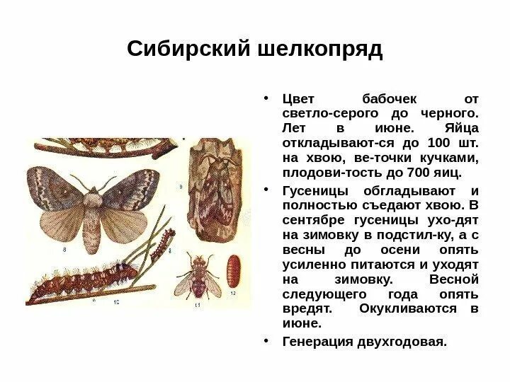 Какое развитие у шелкопряда. Сибирский шелкопряд гусеница. Сосновый шелкопряд Тип развития. Хвое и листогрызущие вредители. Хвое листогрызущие вредители леса.