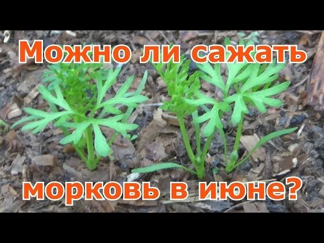 Чтобы морковь быстрее взошла что нужно. Посадка моркови в июне. посадка моркови чтобы быстро взошла. морковь посадка хитрости. чтобы морковь быстрее взошла.