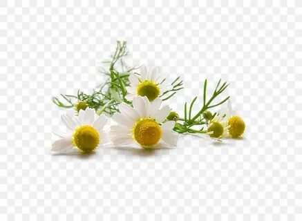 Recutita flower extract