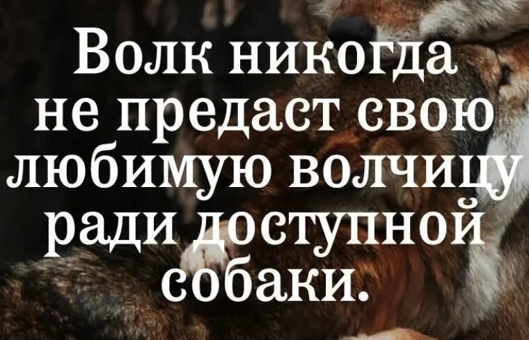 Волк никогда не предаст. Волк не предаст свою волчицу ради доступной. Волк никогда не предаст свою волчицу ради доступной собаки. Никогда не предам любимый.