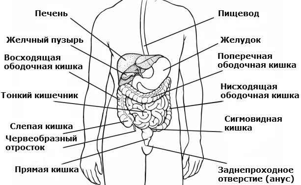 Органы человека находящиеся с левой стороны. Внутренние органы в левом боку человека. Анатомия человека органы левый бок. Анатомия человека правое подреберье. Расположение органов у человека с левой стороны.