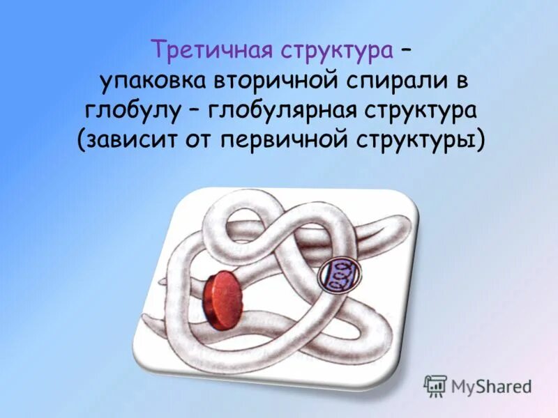 форму глобулы имеет структура белка