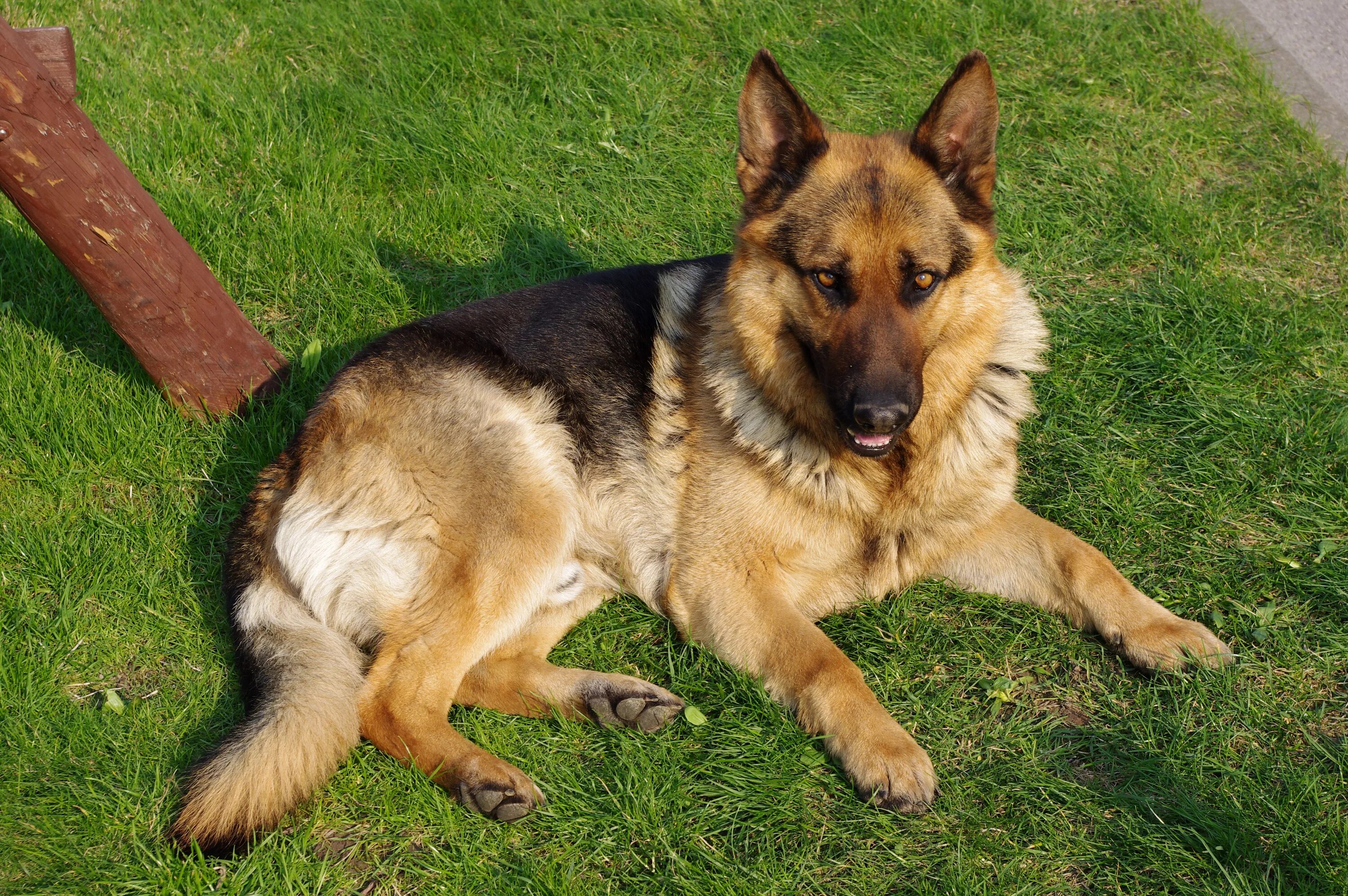 Овчарки живут в среднем. Джерман Шеферд. Баварская овчарка Shepherd. German Shepherd немецкая овчарка. Немецкая овчарка Шепард.