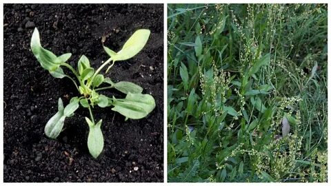 ТОП-17 многолетних двудольных сорняков в посевах зерновых культур. Двулетники Гл