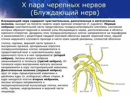 Черепной ганглий