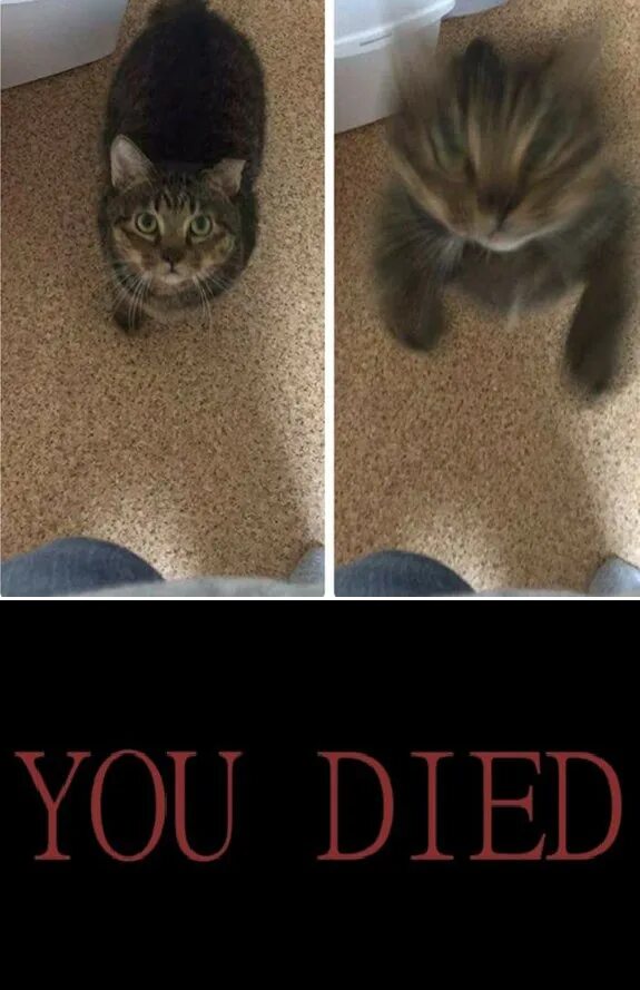You died for all. Кот мем. you died мем. гиф you died. dark souls мем you died.