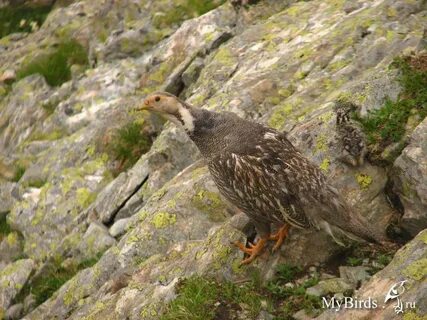 Yangi turmush qurganlar jinsiy aloqada bolishadi