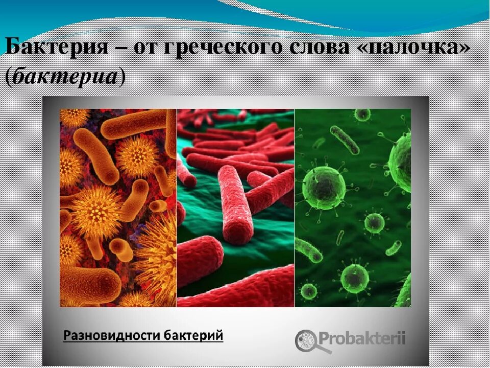 Презентация многообразие бактерий и вирусов. Биология 5 класс микроорганизмы бактерии. Биология сообщение о бактериях. Биология 5 класс презентация микробы. Презентация бактерии 5 класс.