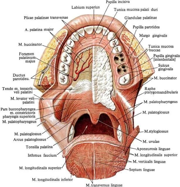 Язычок во рту как называется. Топография ротовой полости человека анатомия. Небные железы (glandulae Palatinae). Анатомия ротовой полости атлас Синельников. Полость рта анатомия Синельников.