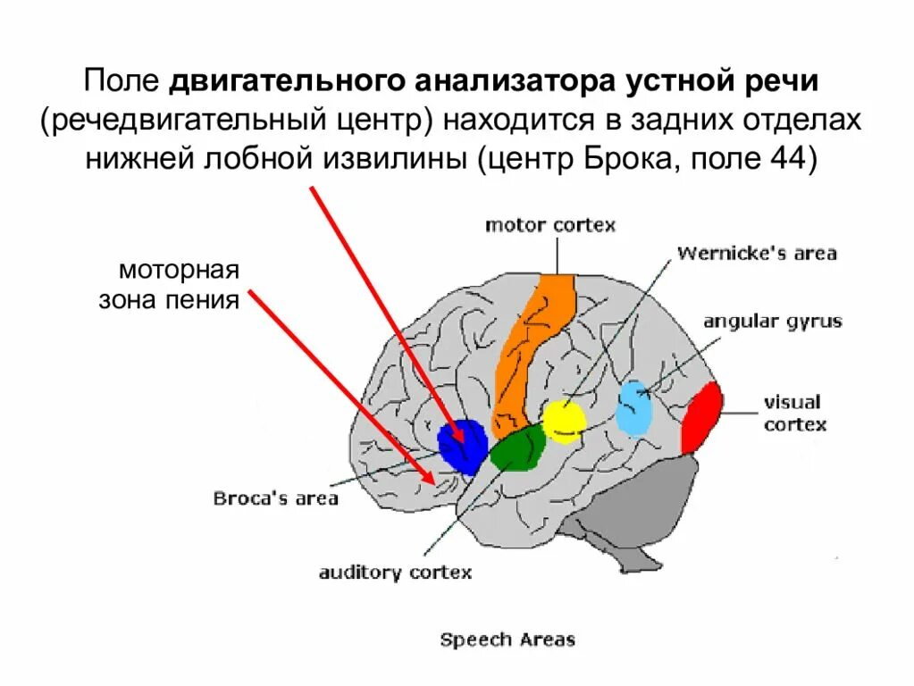 Центр речи в мозге человека. Строение речедвигательного анализатора схема. Строение и функционирование речедвигательного анализатора схема. Двигательно речевой центр Брока. Схема речедвигательного и речеслухового анализатора.