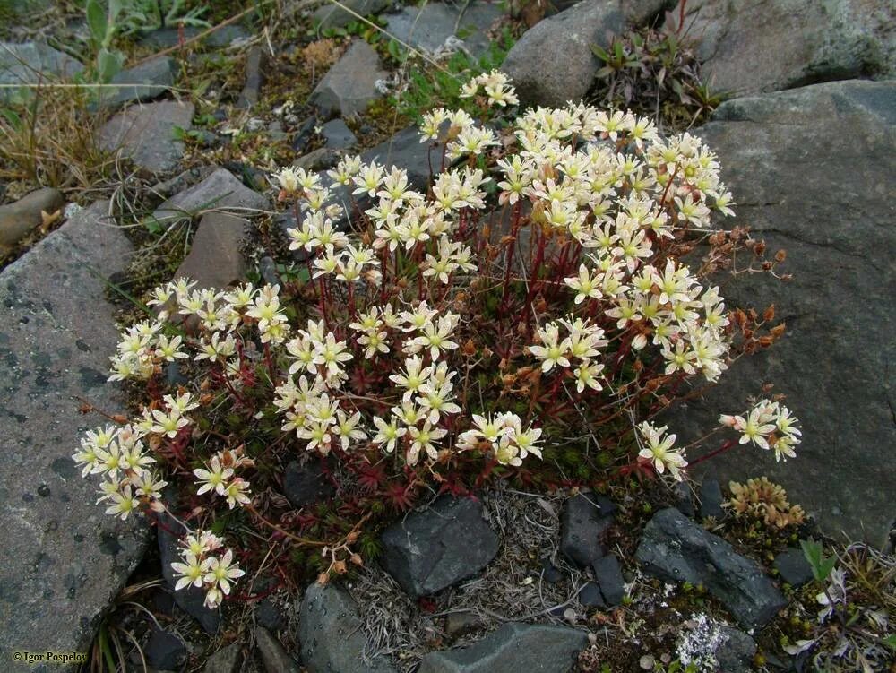 Цветы камнеломка фото описание и фото. Камнеломка (Saxifraga). Камнеломка Камнеломкоцветные. Камнеломка Луговая. Камнеломка Кавказская.