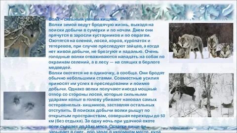 Сообщение о жизни животных зимой