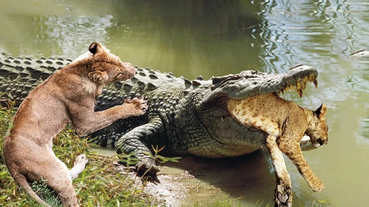 Тигр лев крокодил. Гребнистый крокодил против тигра. Лев против крокодила схватка. Гребнистый крокодил против бегемота.